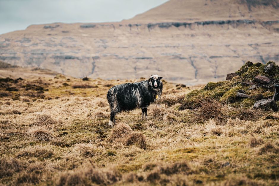 A single sheep stands on a rugged, grassy terrain in the scenic Faroe Islands.