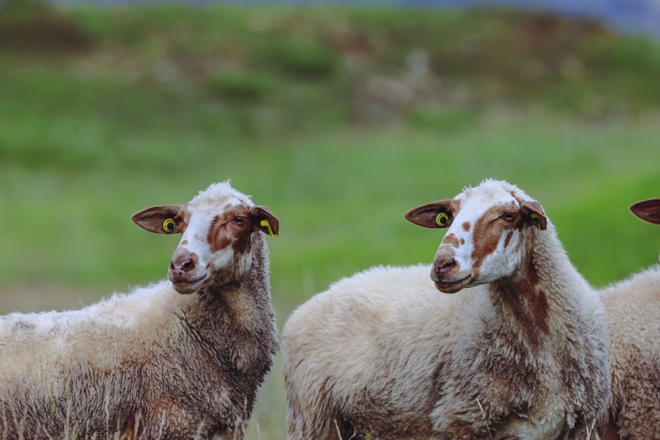 A group of sheep peacefully grazing in a vibrant green field on a clear day.
