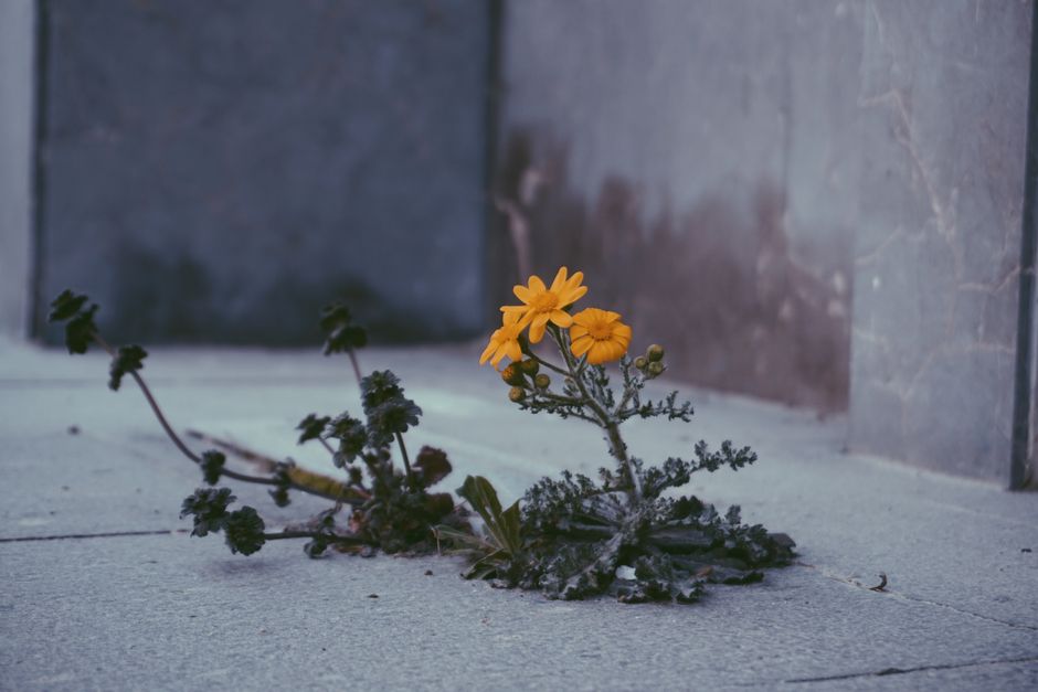 Bright yellow flower breaking through concrete symbolizes resilience and life.