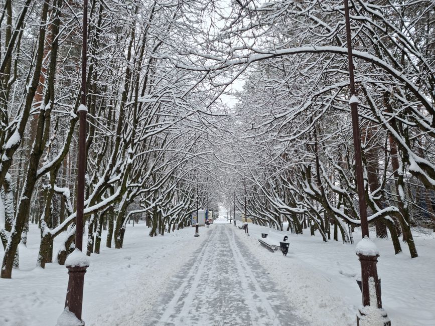 Serene winter scene of a snow-covered park path lined with trees and benches.